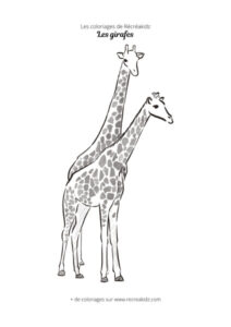 Coloriage de troupeau de girafes