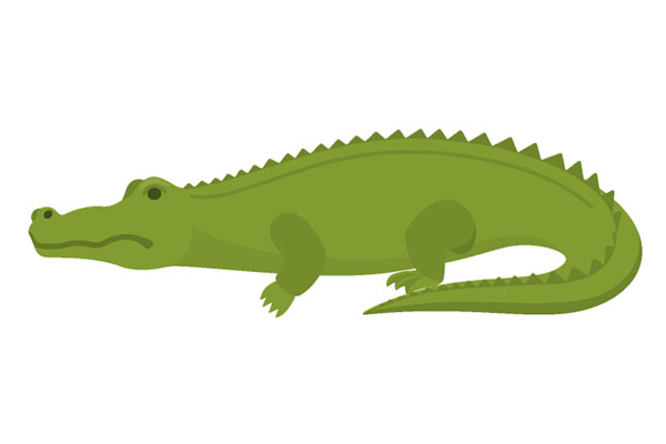 Dessin de crocodile à colorier