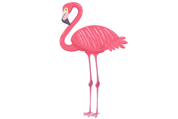 Dessin de flamant rose à colorier