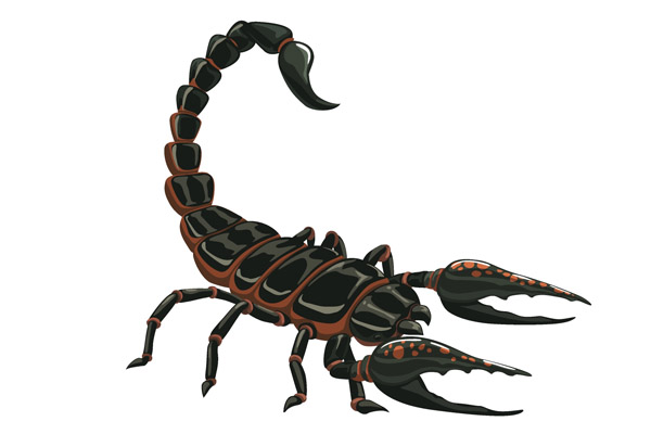 Dessin de scorpion à colorier