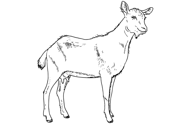 Coloriage de chèvre à imprimer