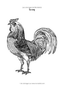 Coloriage de coq réaliste