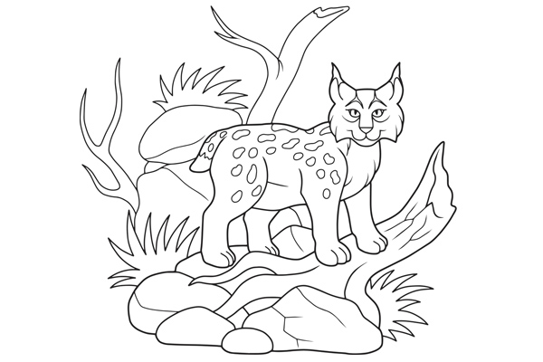 Coloriage lynx à imprimer