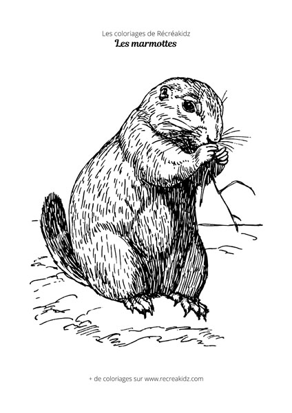 Coloriage marmotte réaliste