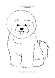 Coloriage bichon facile