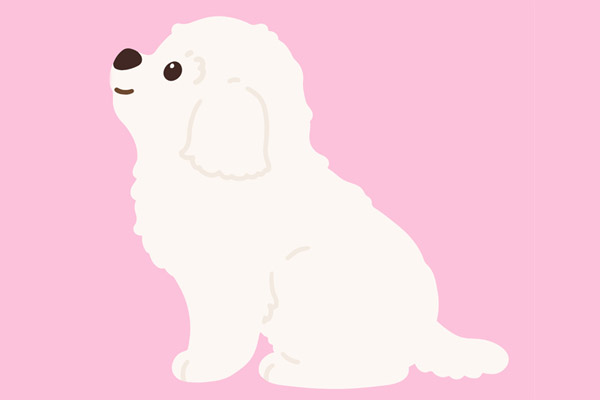 Coloriage bichon gratuit