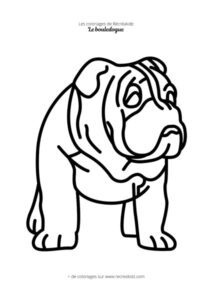 Coloriage bouledogue simple