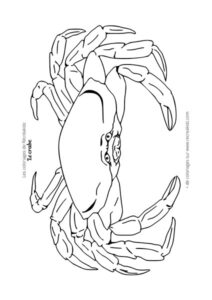 Coloriage crabe réaliste