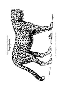 Coloriage guépard réaliste