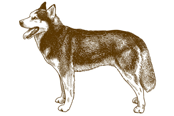 Coloriage husky à imprimer