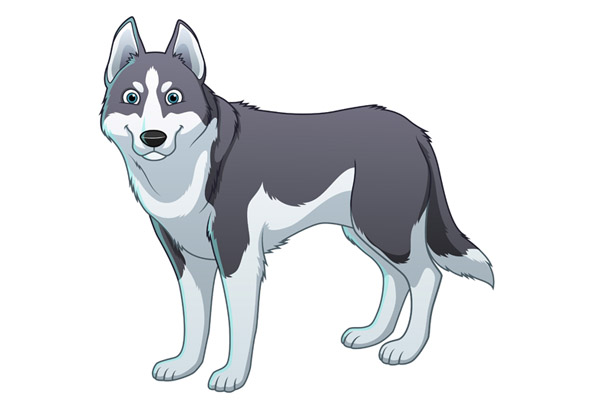 Coloriage husky gratuit