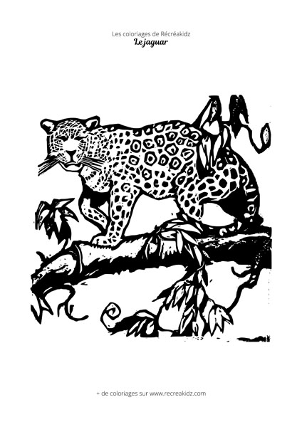 Coloriage jaguar difficile