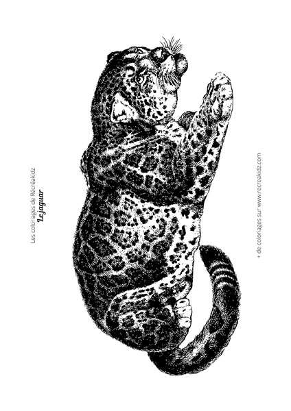 Coloriage jaguar réaliste