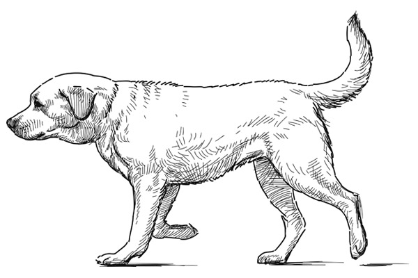 Coloriage labrador à imprimer