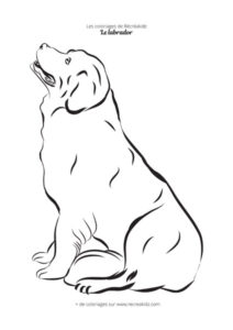 Coloriage labrador simple