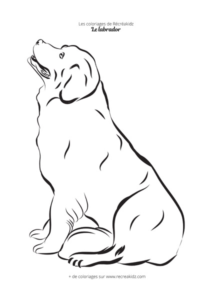 Coloriage labrador simple