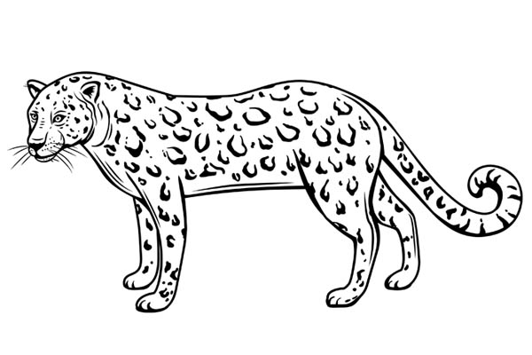 Coloriage léopard à imprimer