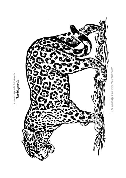 Coloriage léopard difficile