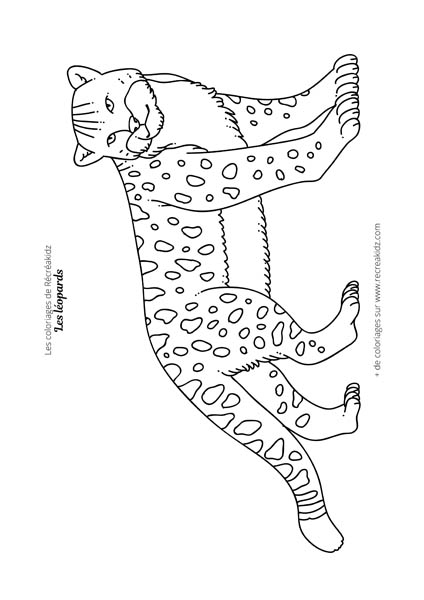 Coloriage léopard facile