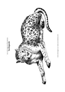 Coloriage léopard réaliste