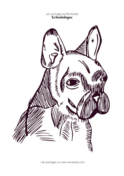 Coloriage tête de bouledogue français