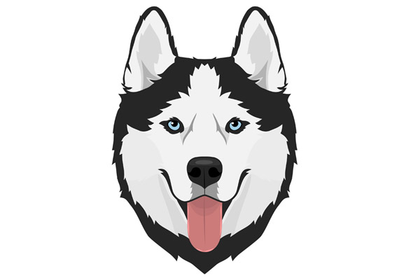 Dessin de husky à colorier