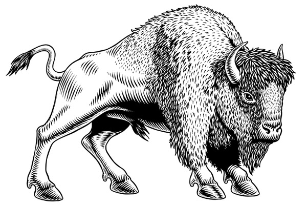 Coloriage bison à imprimer
