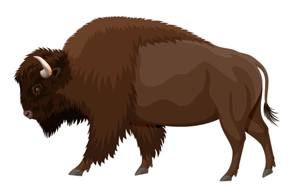 Coloriage bison gratuit