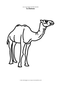Coloriage chameau simple