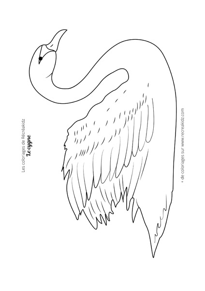 Coloriage cygne CP