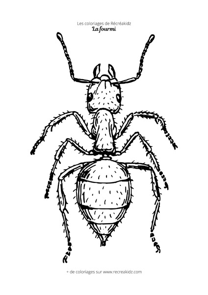 Coloriage fourmi réaliste