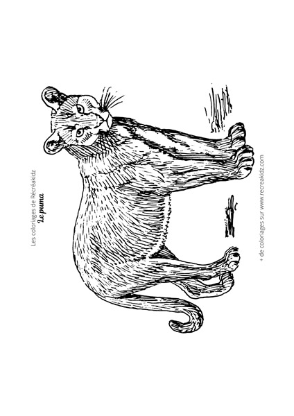 Puma a deals colorier