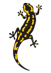 Coloriage salamandre