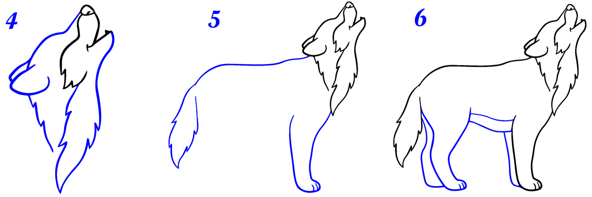 Comment dessiner un loup facile
