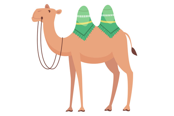 dessin de chameau dromadaire à colorier
