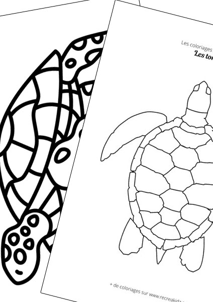 Tortue facile à dessiner maternelle