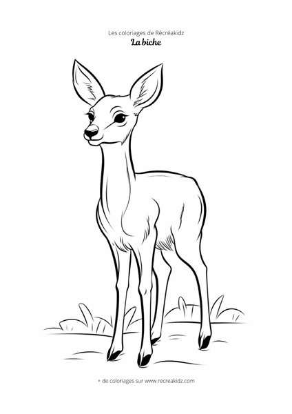 Coloriage biche simple