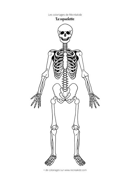 Coloriage squelette difficile